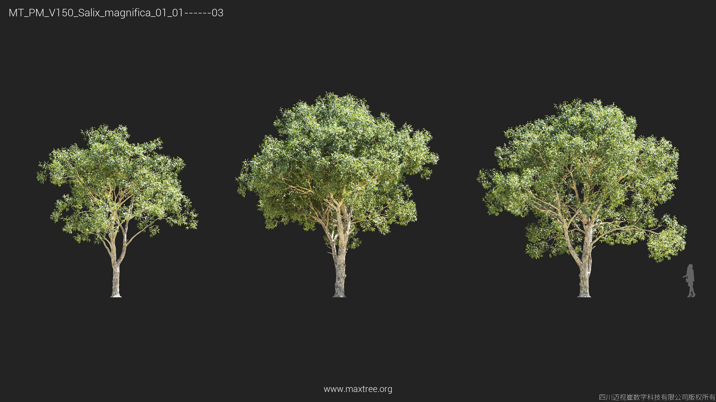 Maxtree Plant Models Vol 150 - Mesh 3D model_21