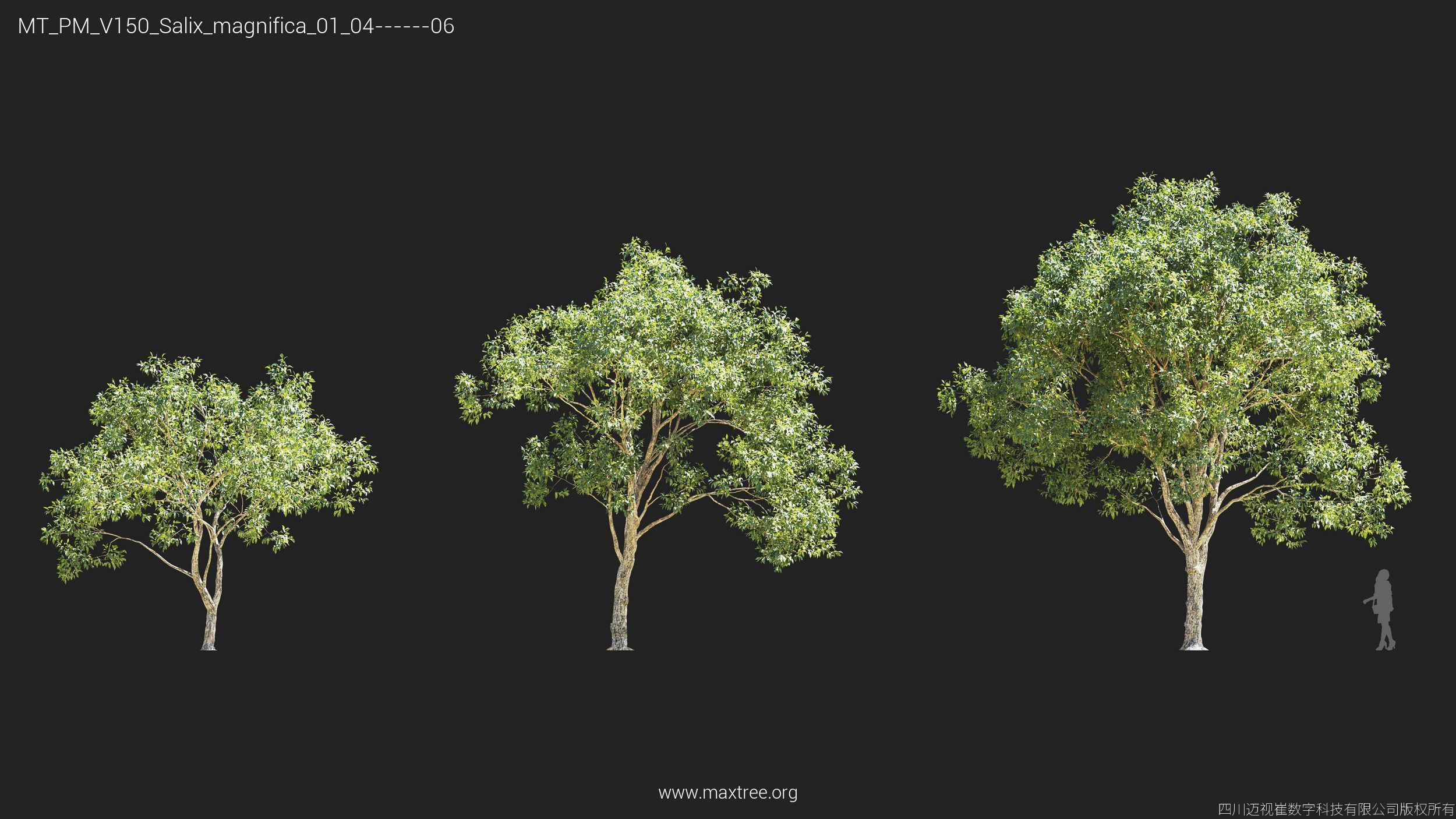 Maxtree Plant Models Vol 150 - Mesh 3D model_22