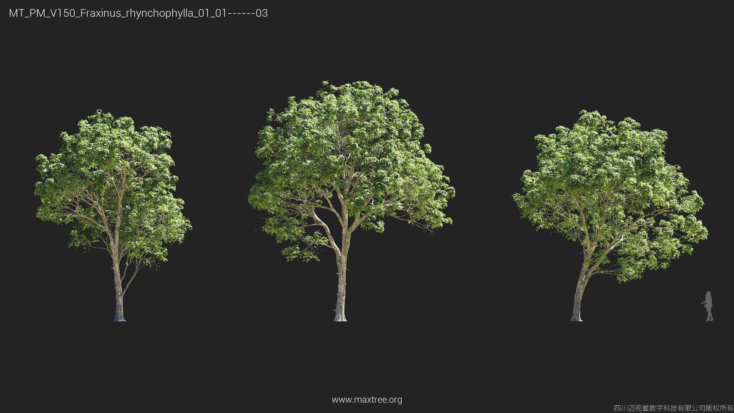 Maxtree Plant Models Vol 150 - Mesh 3D model_9