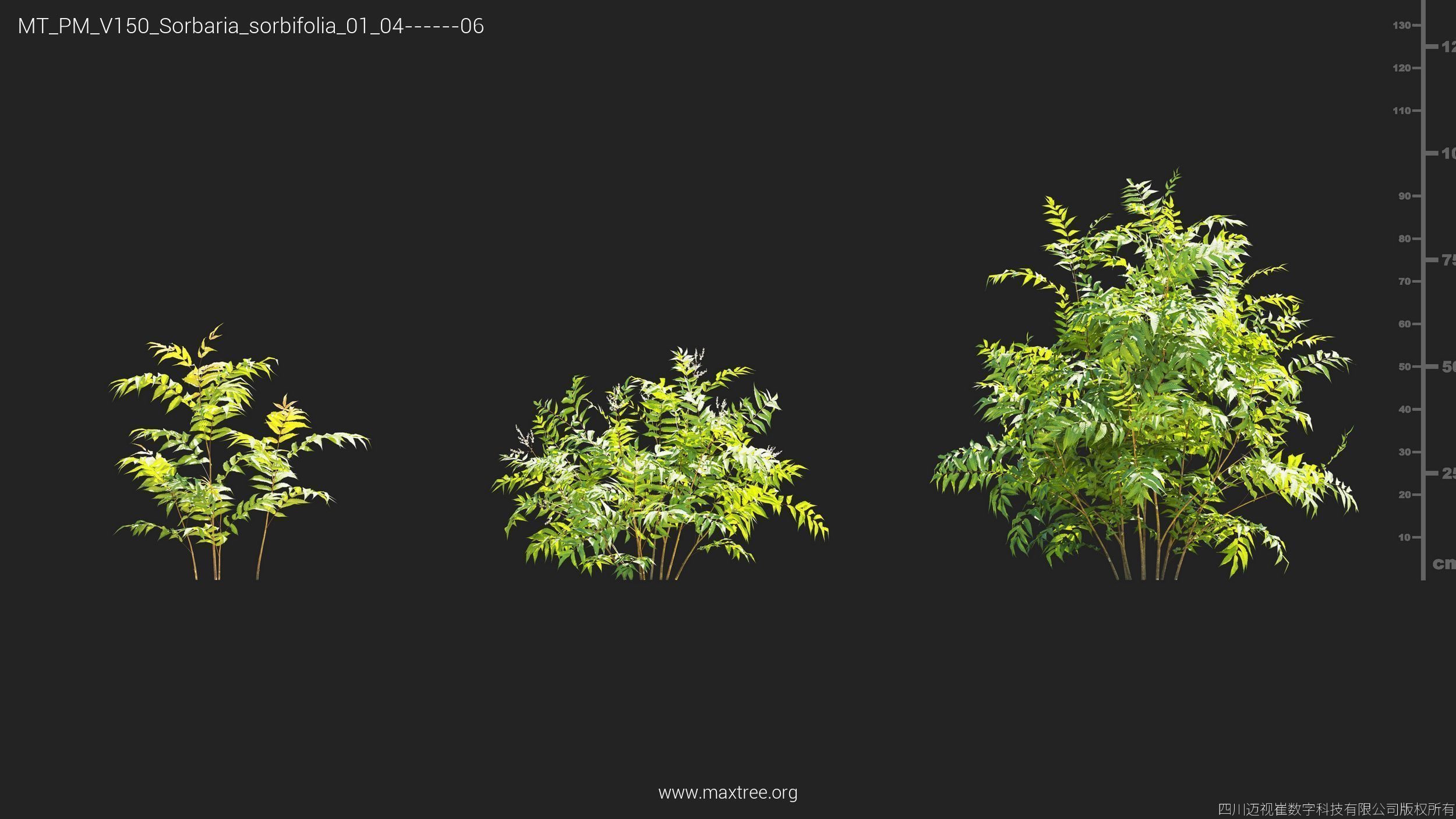 Maxtree Plant Models Vol 150 - Mesh 3D model_26