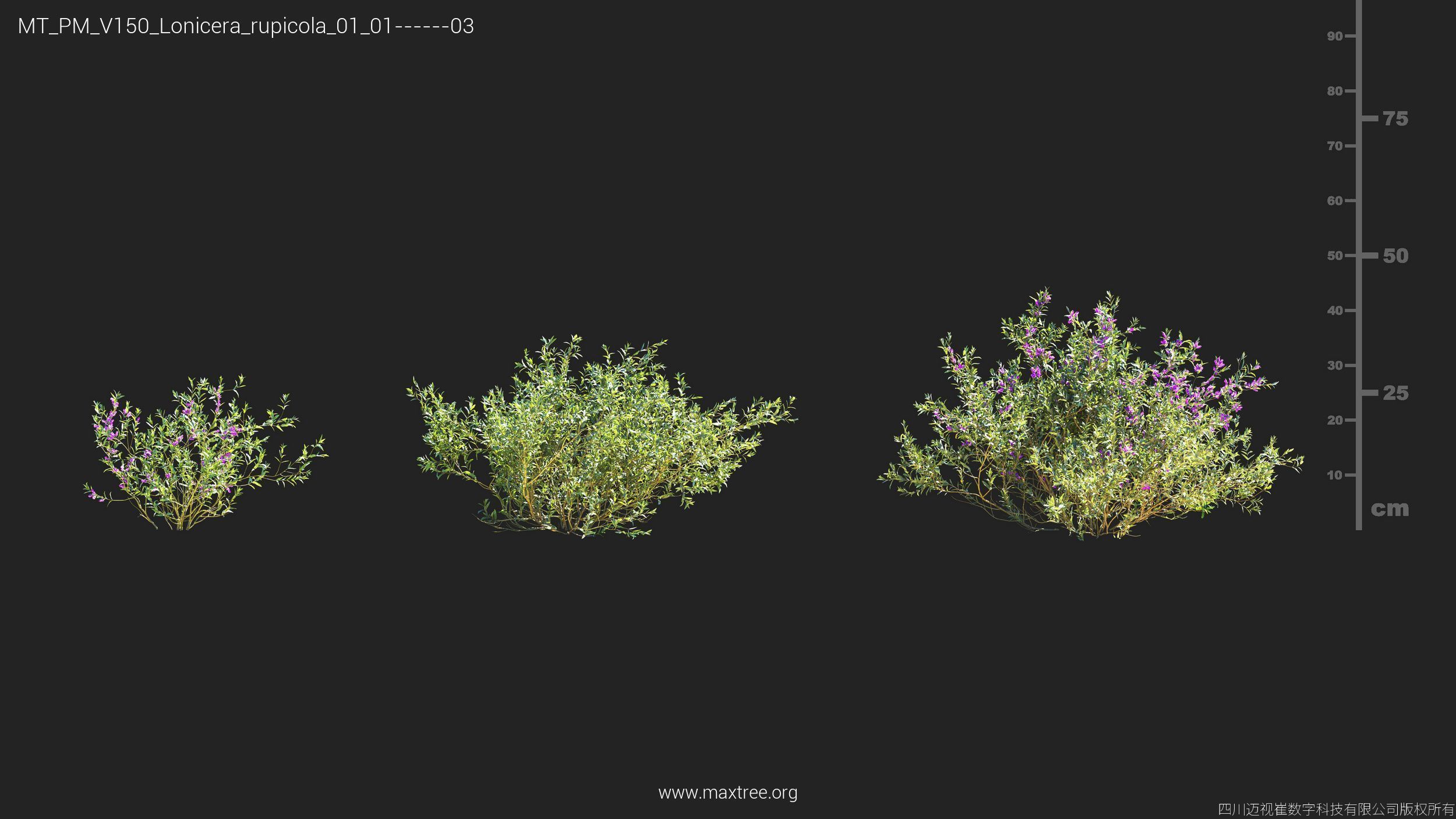 Maxtree Plant Models Vol 150 - Mesh 3D model_11
