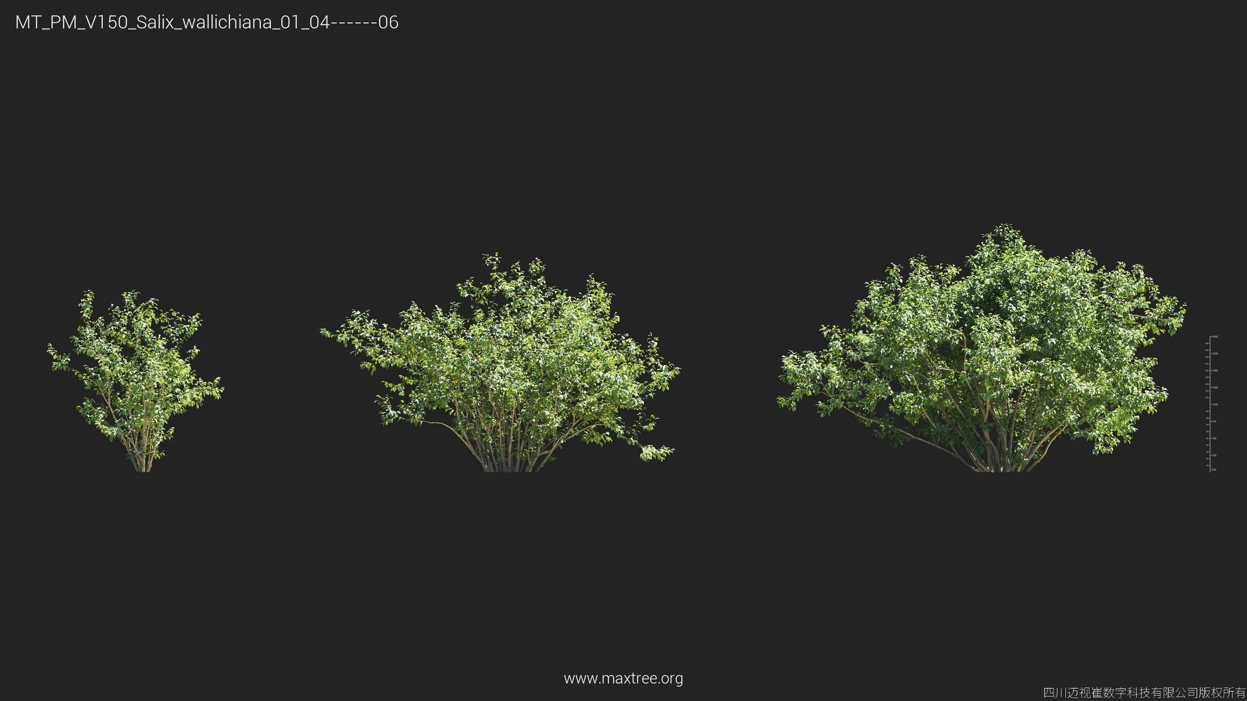 Maxtree Plant Models Vol 150 - Mesh 3D model_24