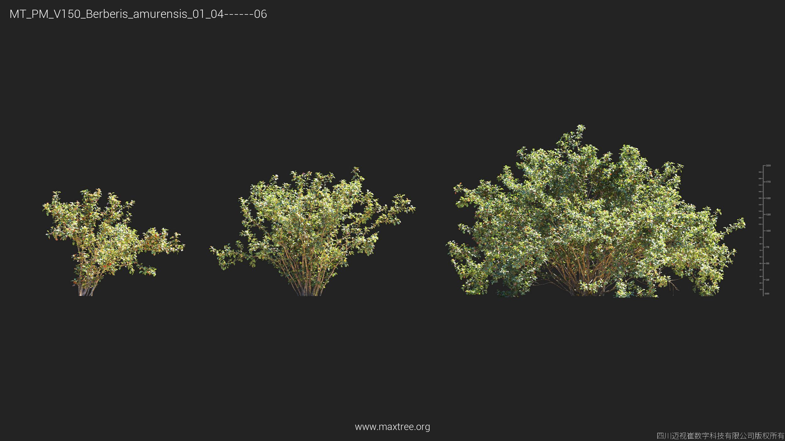 Maxtree Plant Models Vol 150 - Mesh 3D model_6