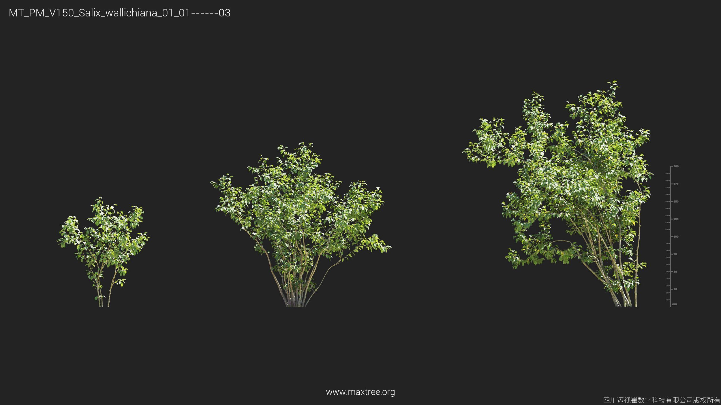 Maxtree Plant Models Vol 150 - Mesh 3D model_23