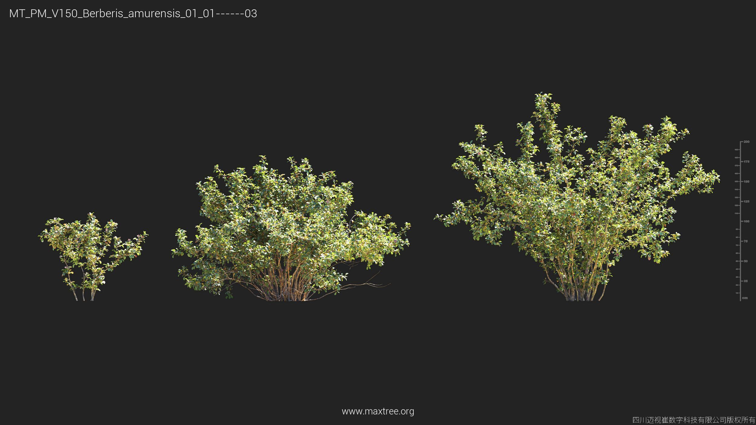 Maxtree Plant Models Vol 150 - Mesh 3D model_5