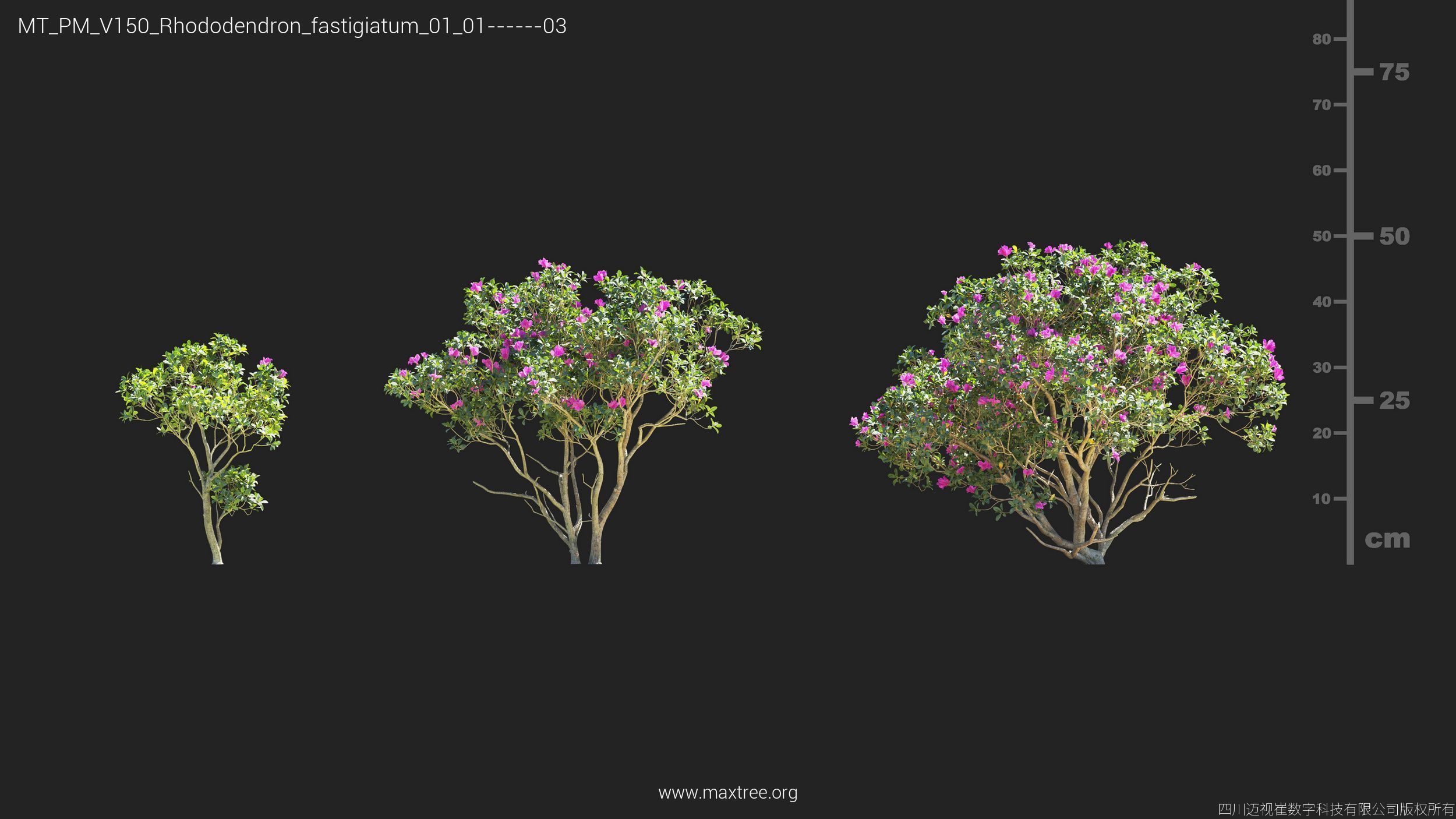 Maxtree Plant Models Vol 150 - Mesh 3D model_17