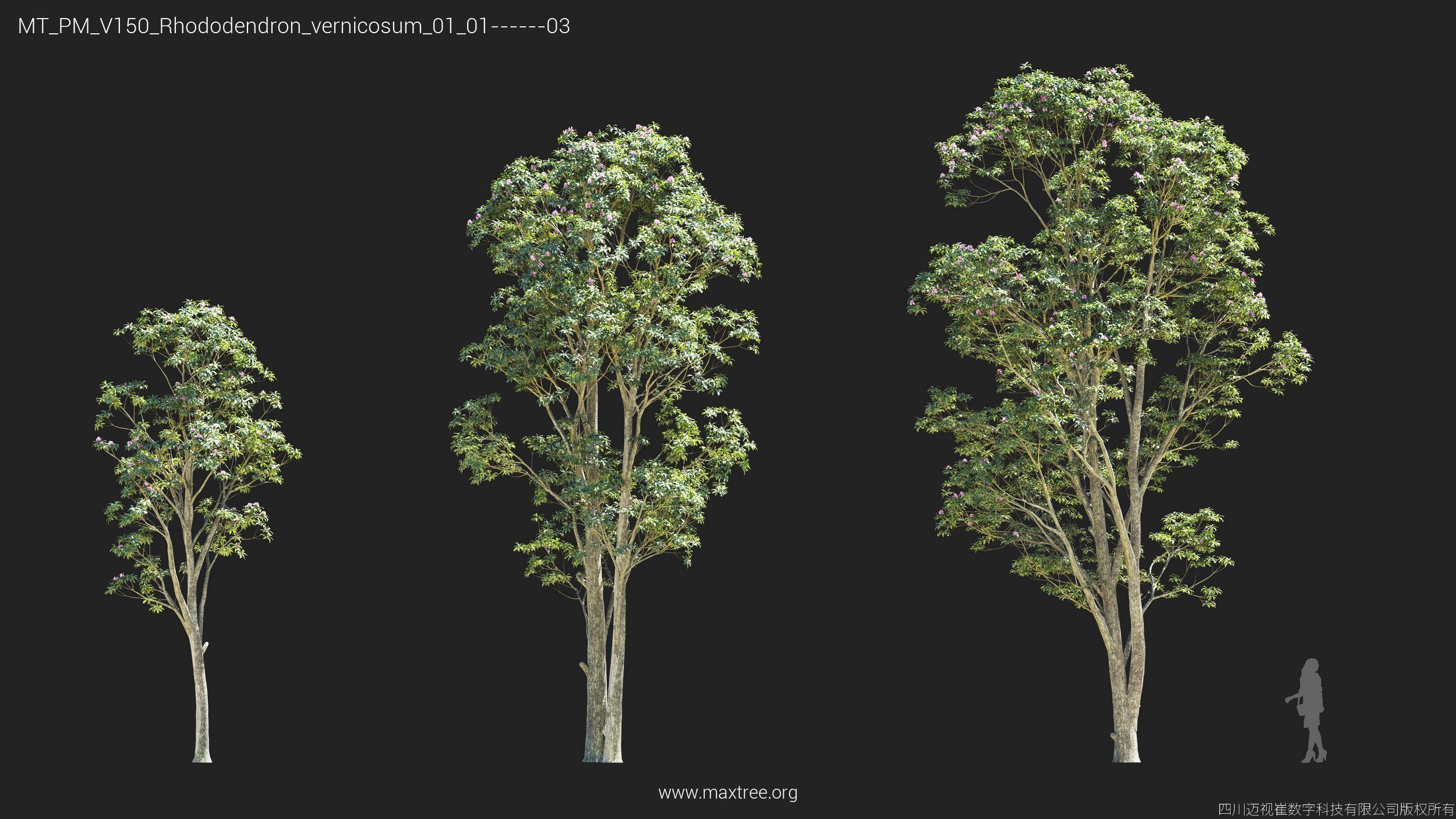 Maxtree Plant Models Vol 150 - Mesh 3D model_19
