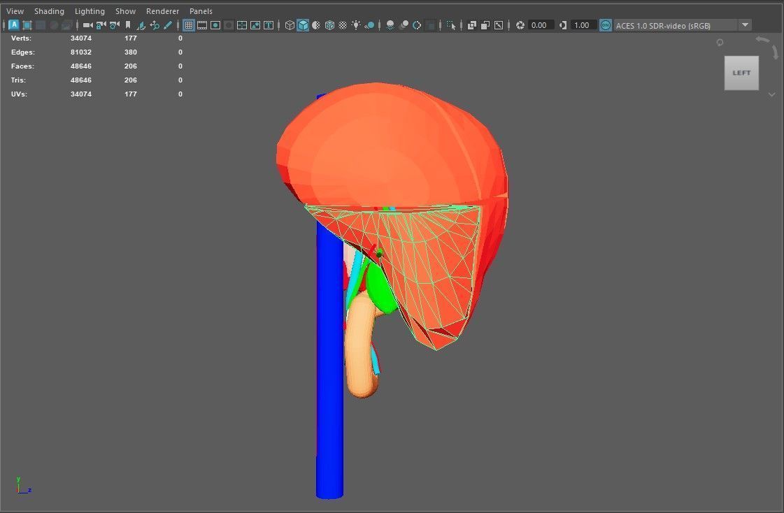 3D Model of Liver Anatomy - with segments 3D model_5