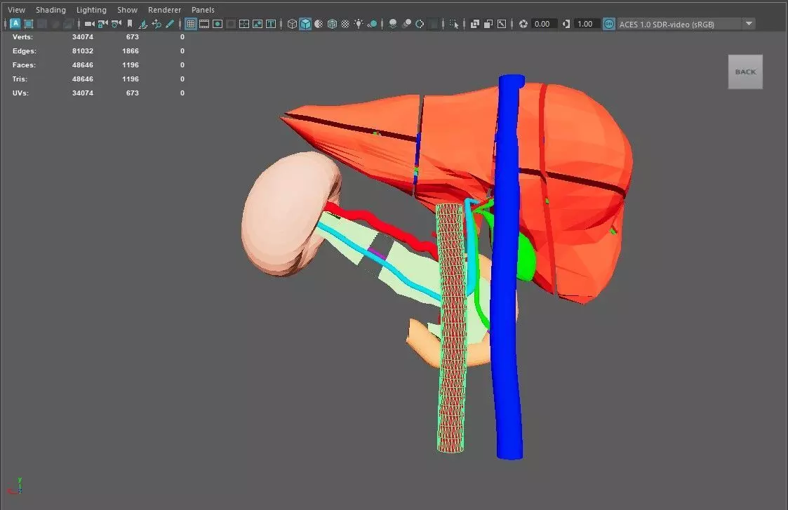 3D Model of Liver Anatomy - with segments 3D model_0