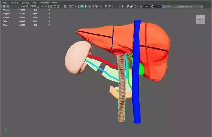 3D Model of Liver Anatomy - with segments 3D model