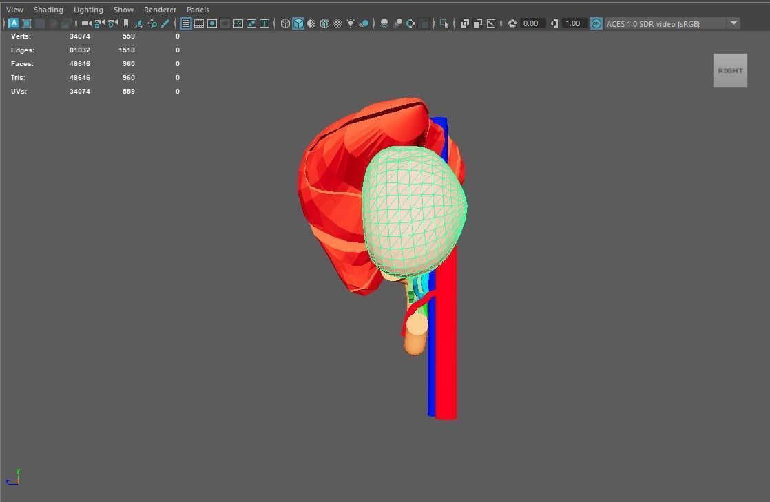3D Model of Liver Anatomy - with segments 3D model_4
