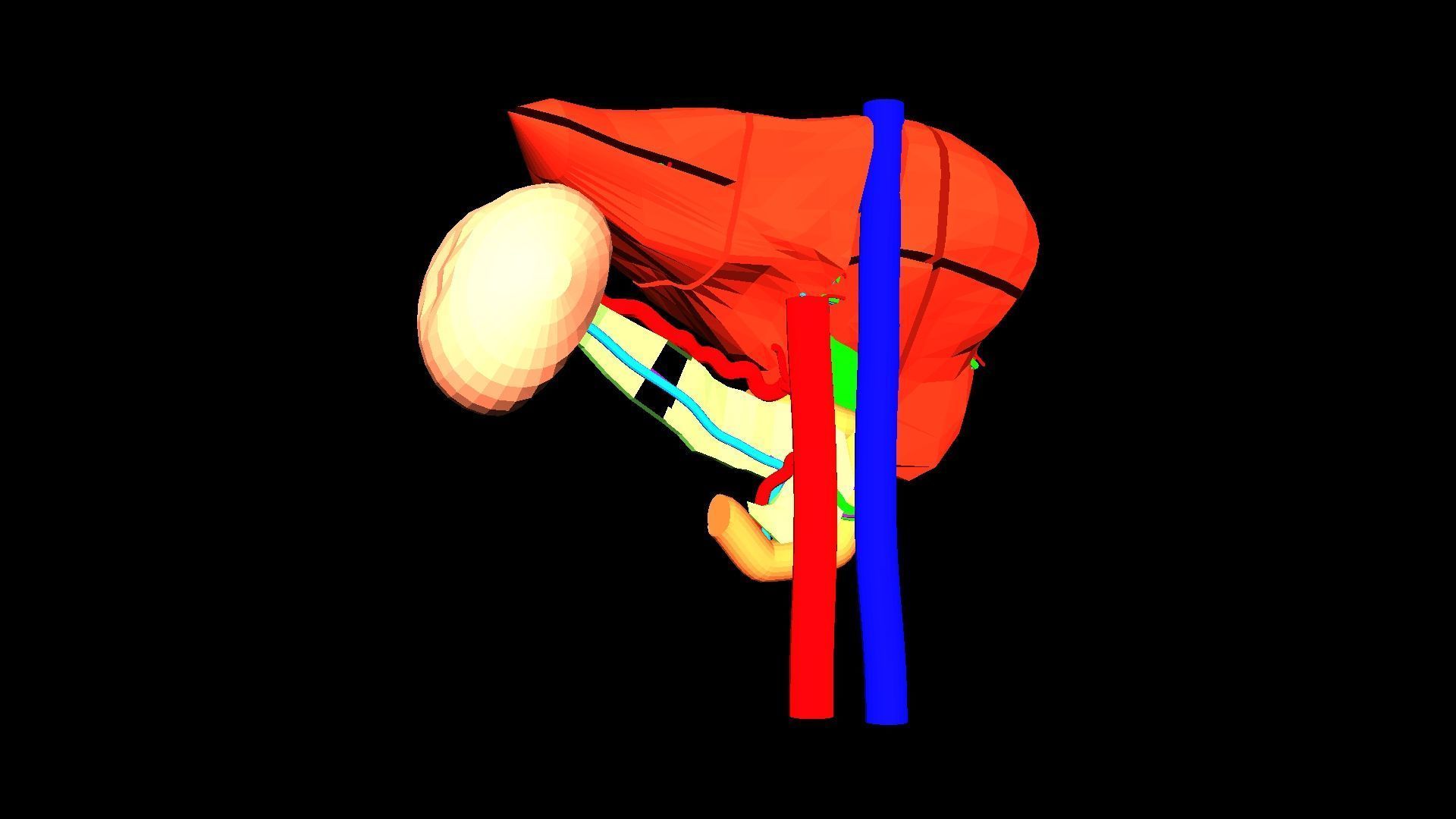 3D Model of Liver Anatomy - with segments 3D model_11