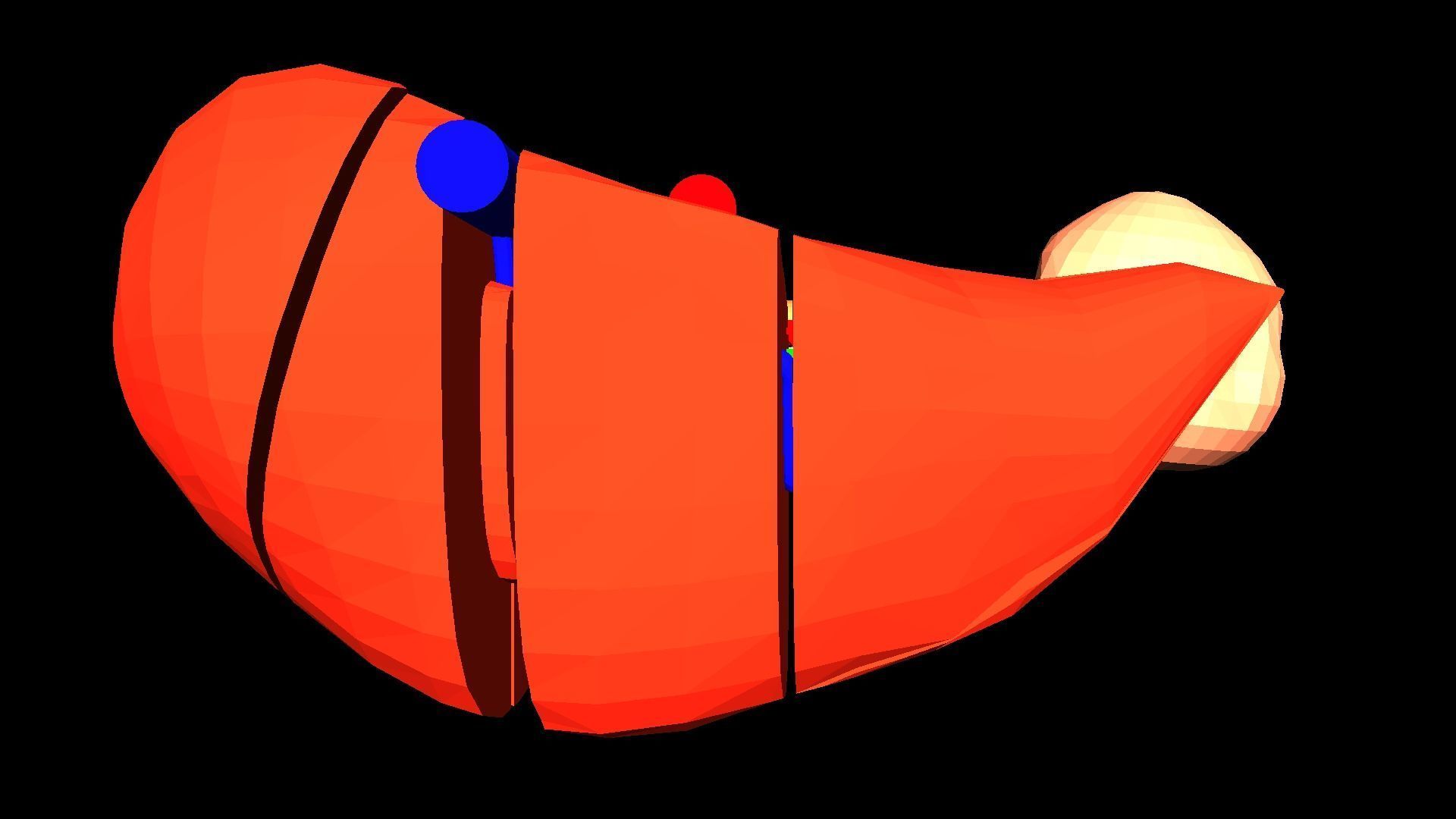 3D Model of Liver Anatomy - with segments 3D model_9