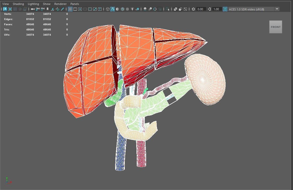 3D Model of Liver Anatomy - with segments 3D model_1