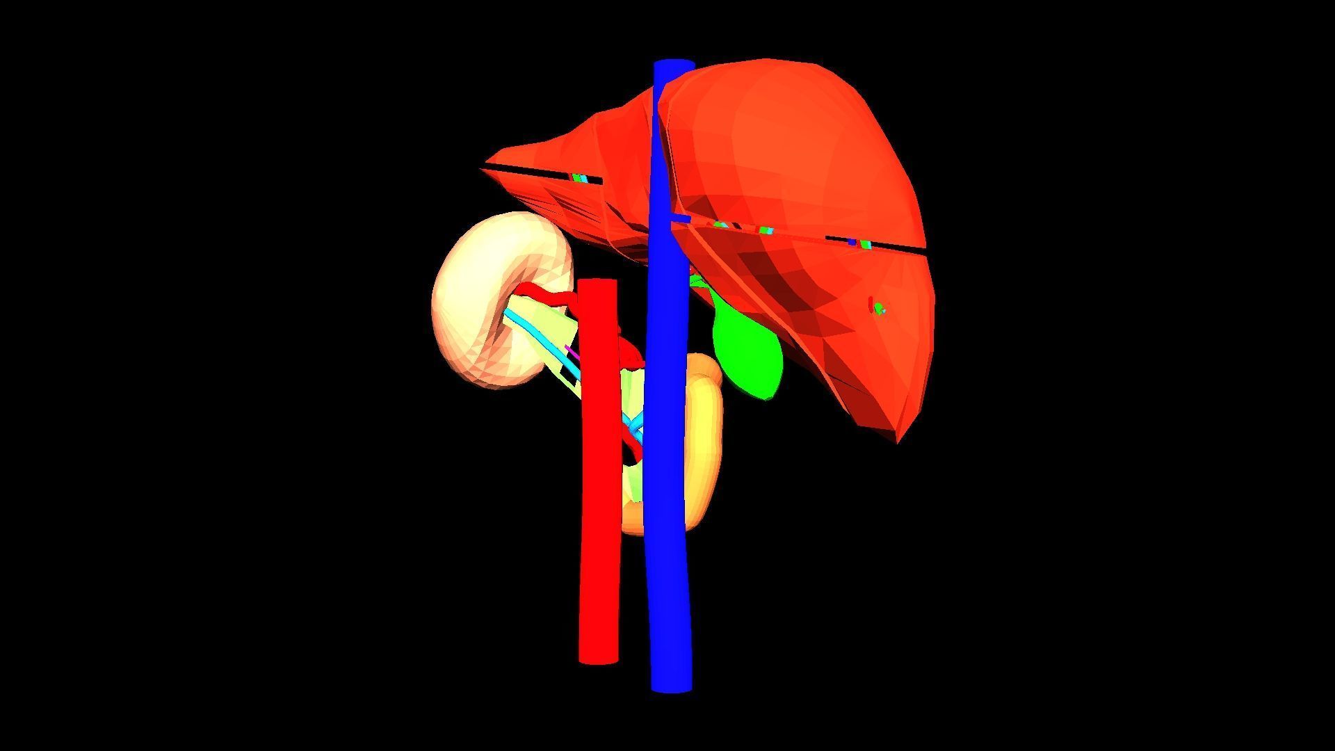 3D Model of Liver Anatomy - with segments 3D model_13