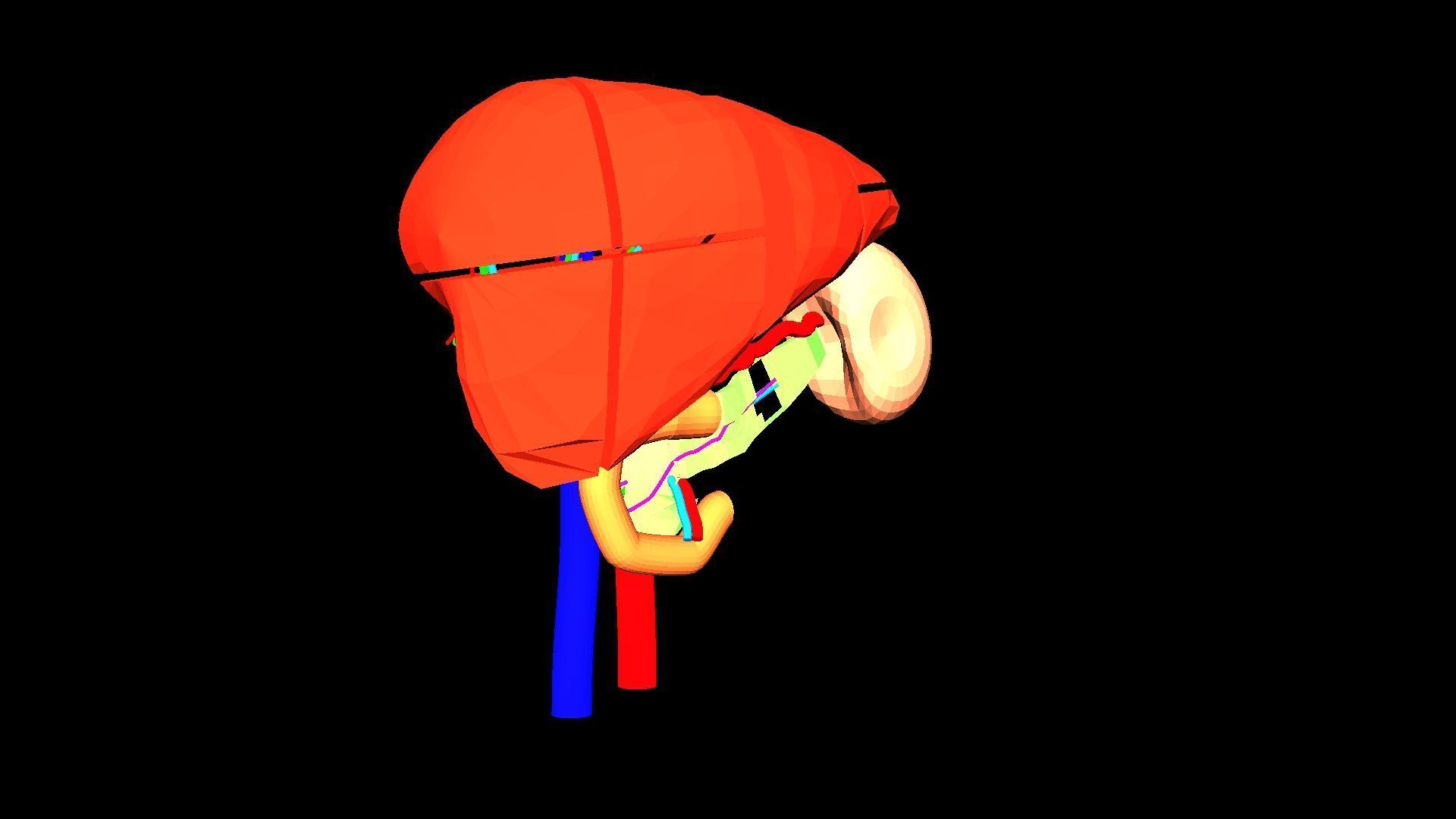 3D Model of Liver Anatomy - with segments 3D model_12