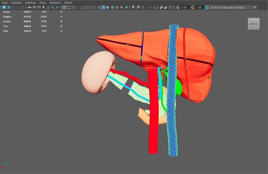 3D Model of Liver Anatomy - with segments 3D model_2