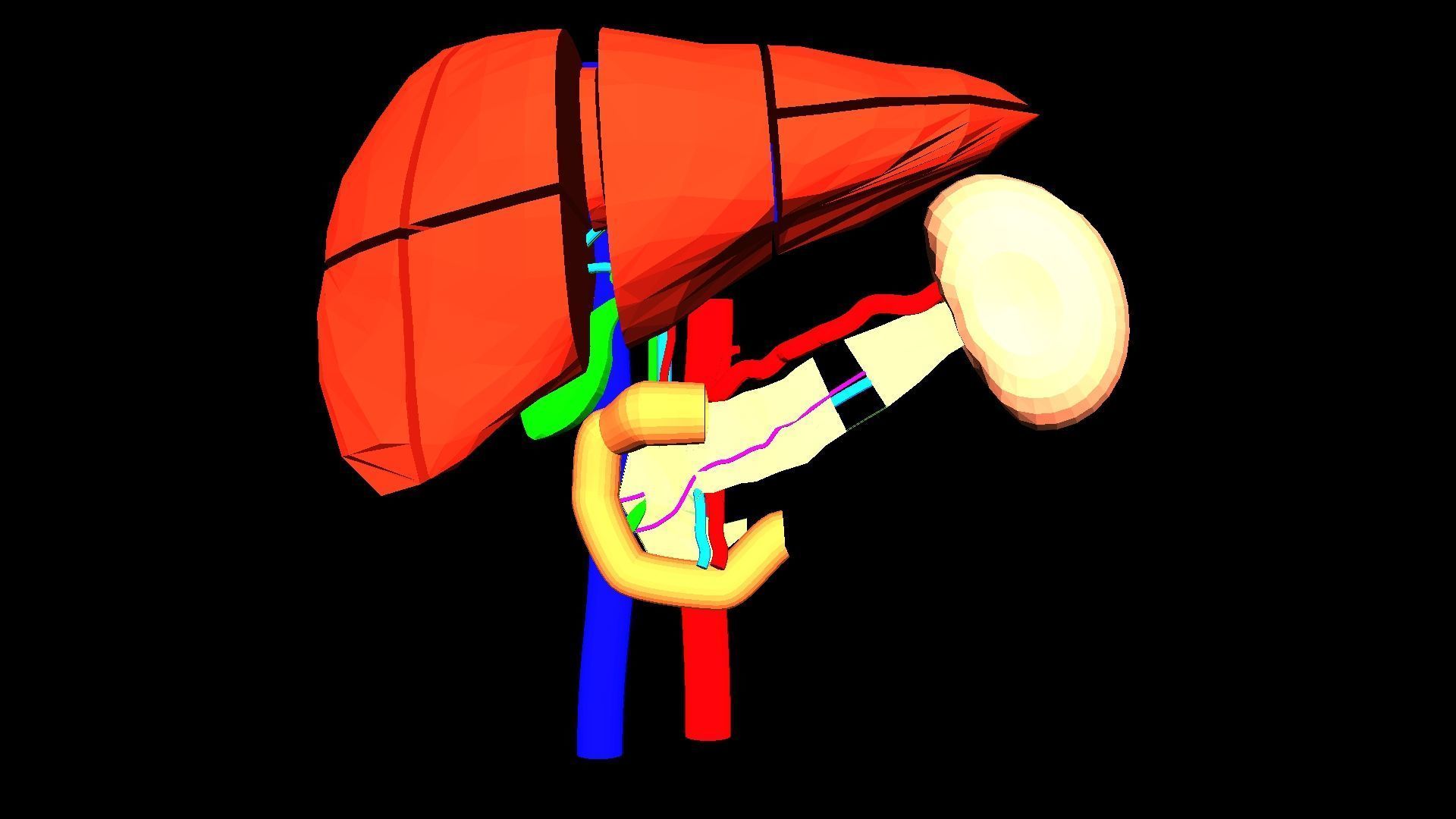 3D Model of Liver Anatomy - with segments 3D model_7