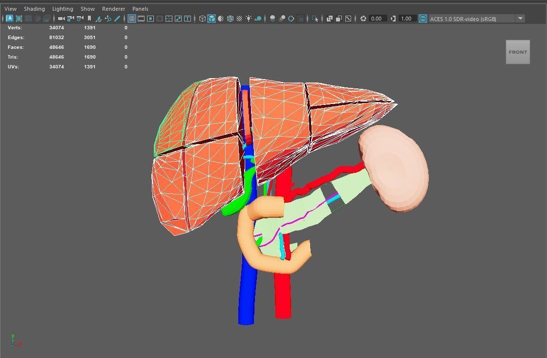 3D Model of Liver Anatomy - with segments 3D model_3