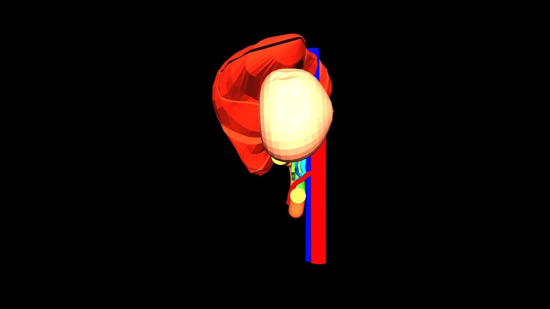 3D Model of Liver Anatomy - with segments 3D model_6