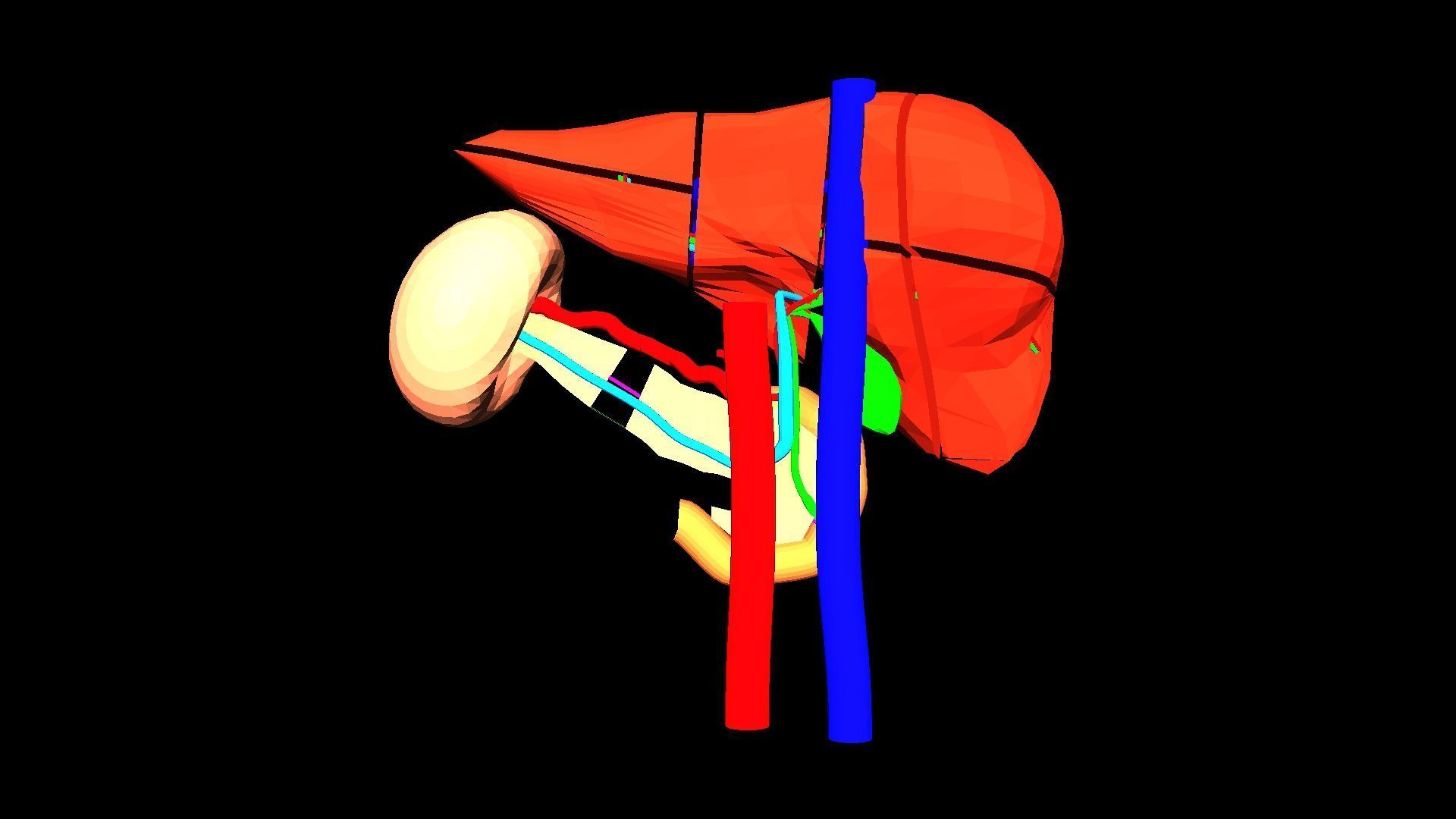3D Model of Liver Anatomy - with segments 3D model_10