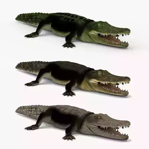 Low Poly Crocodiles Pack 3D Model 3D model