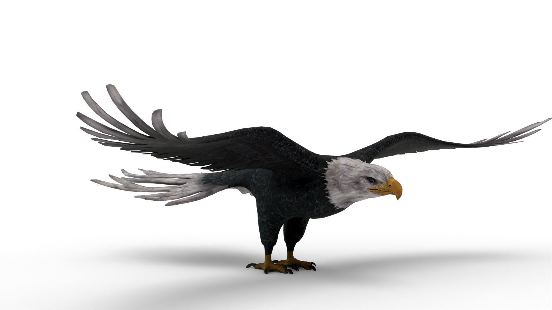 Low Poly 3D Bald Eagle 3D model_1