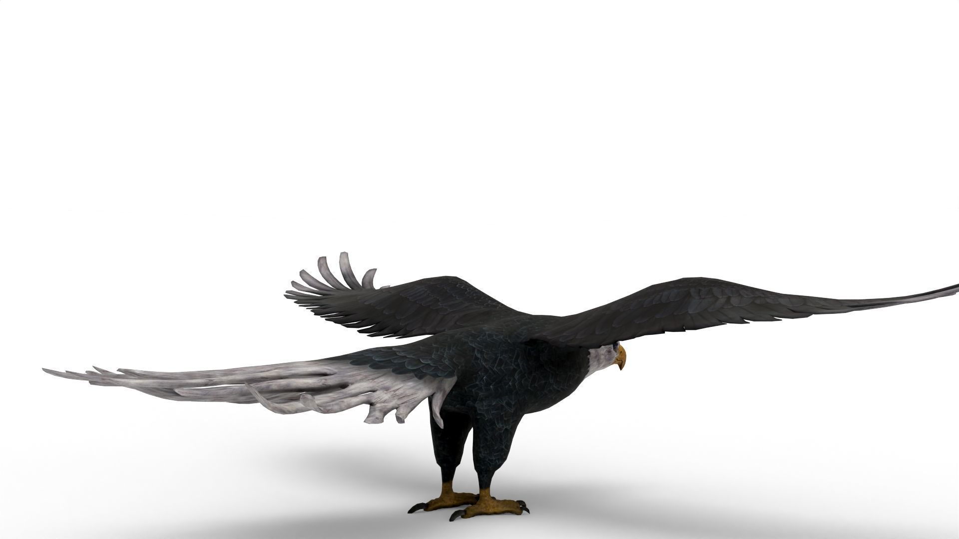 Low Poly 3D Bald Eagle 3D model_4