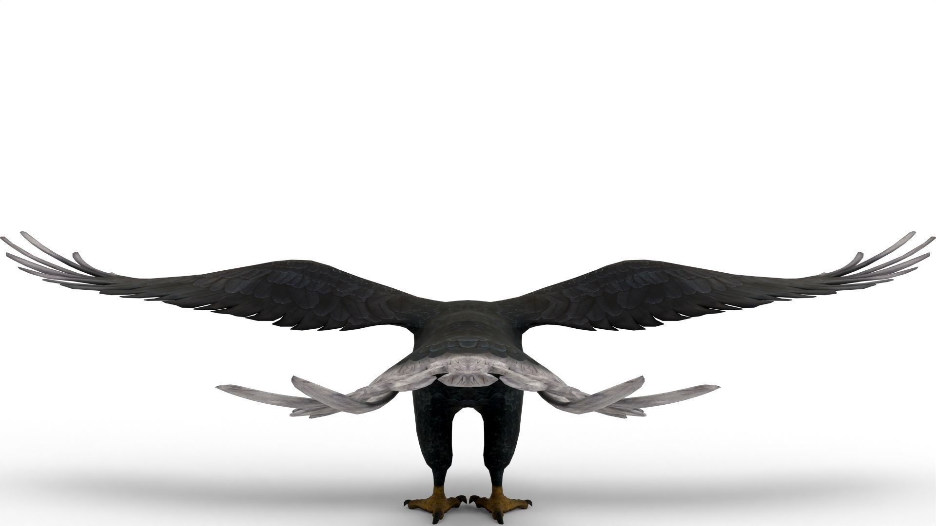 Low Poly 3D Bald Eagle 3D model_5