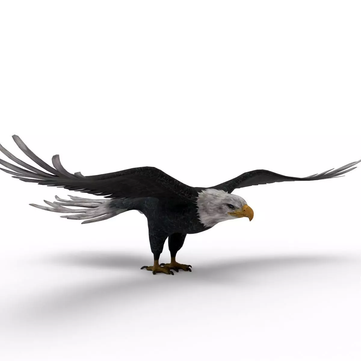 Low Poly 3D Bald Eagle 3D model_0