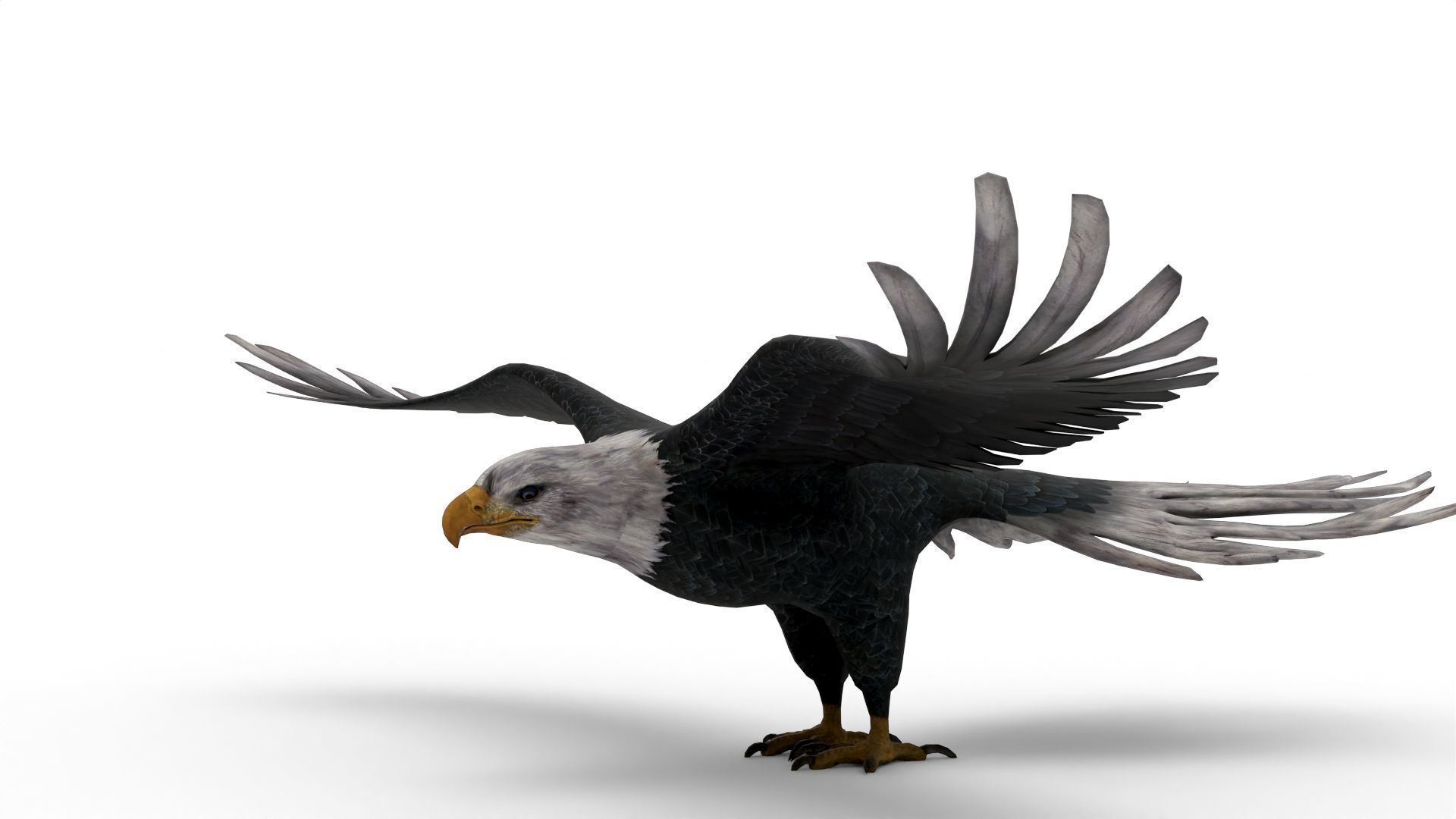 Low Poly 3D Bald Eagle 3D model_3