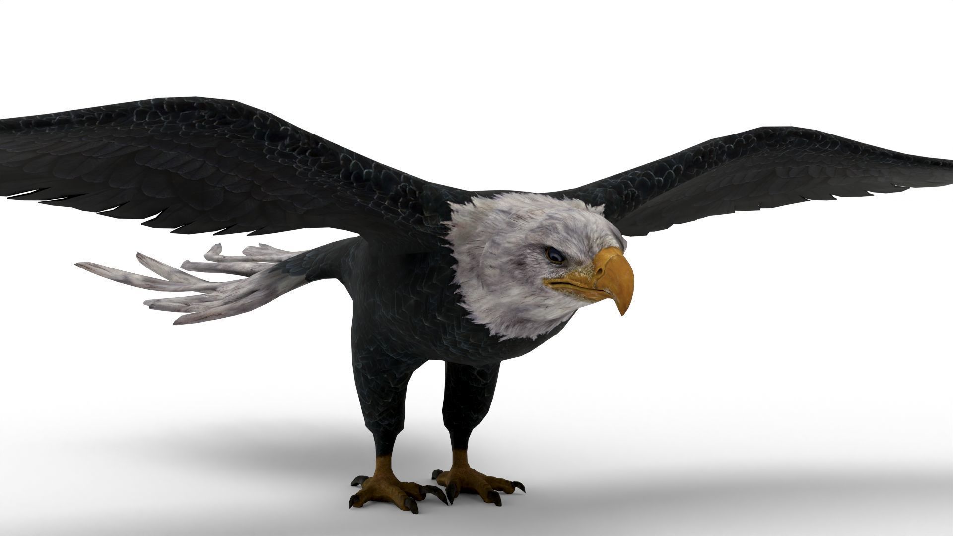 Low Poly 3D Bald Eagle 3D model_6