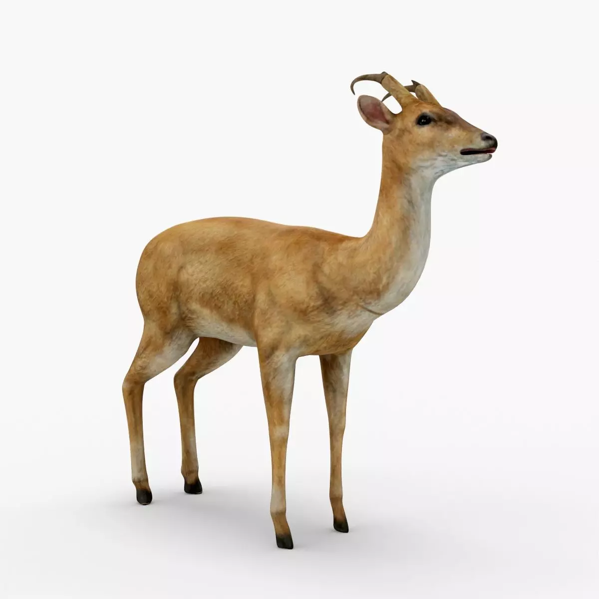 Low Poly Mule African Deers 3D model