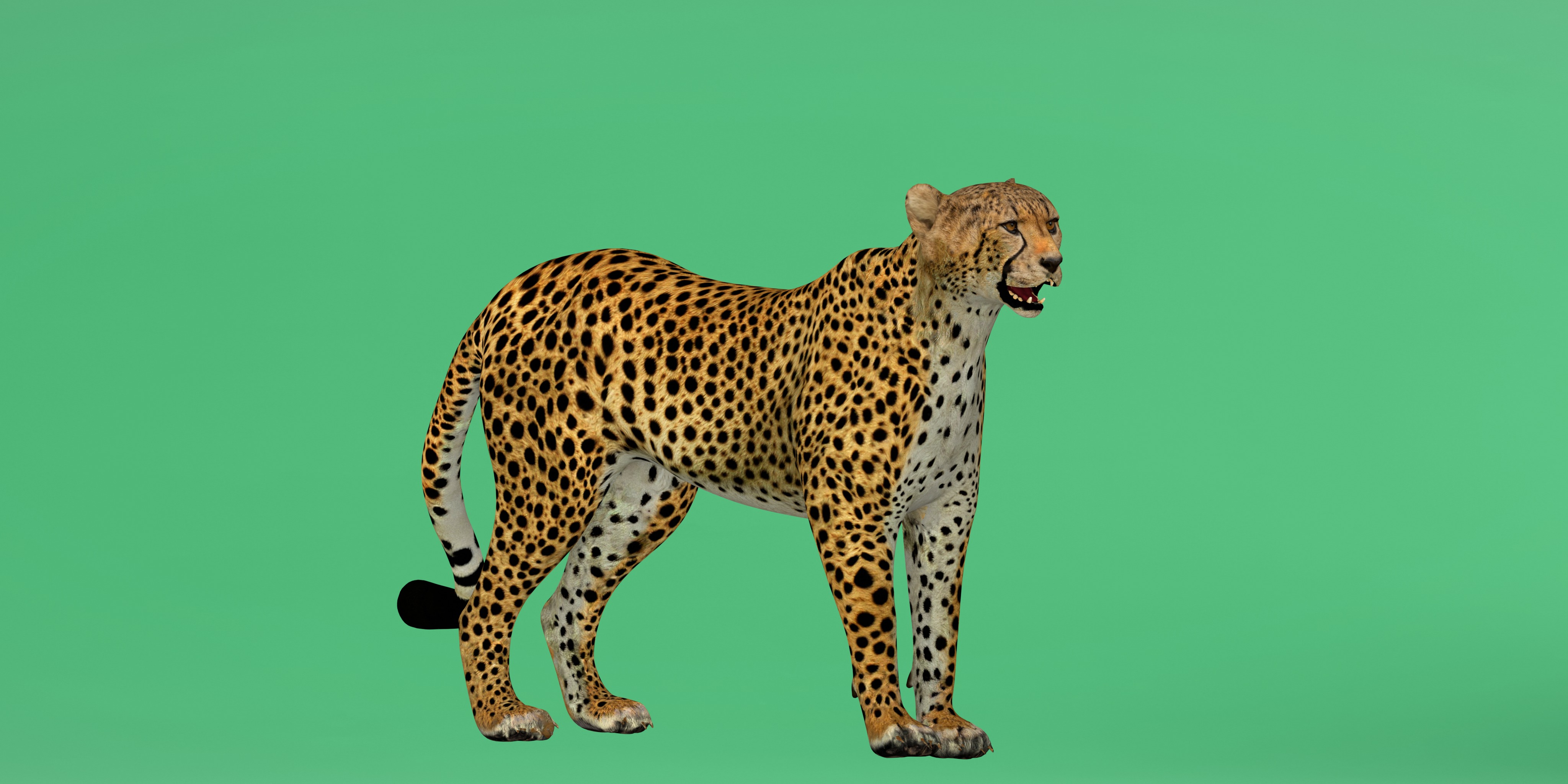 South African Cheetah Low-poly 3D model_2