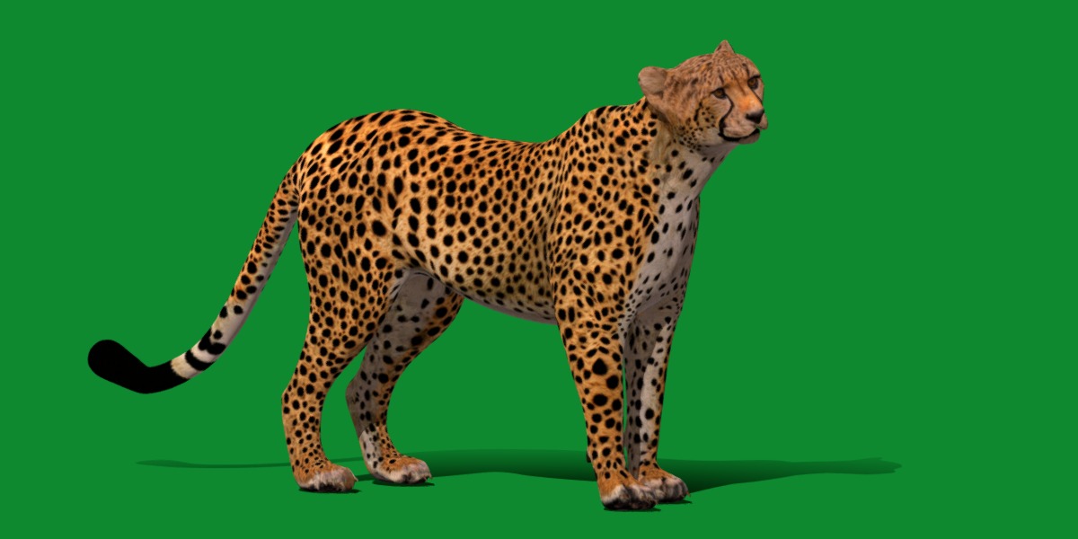 South African Cheetah Low-poly 3D model_9