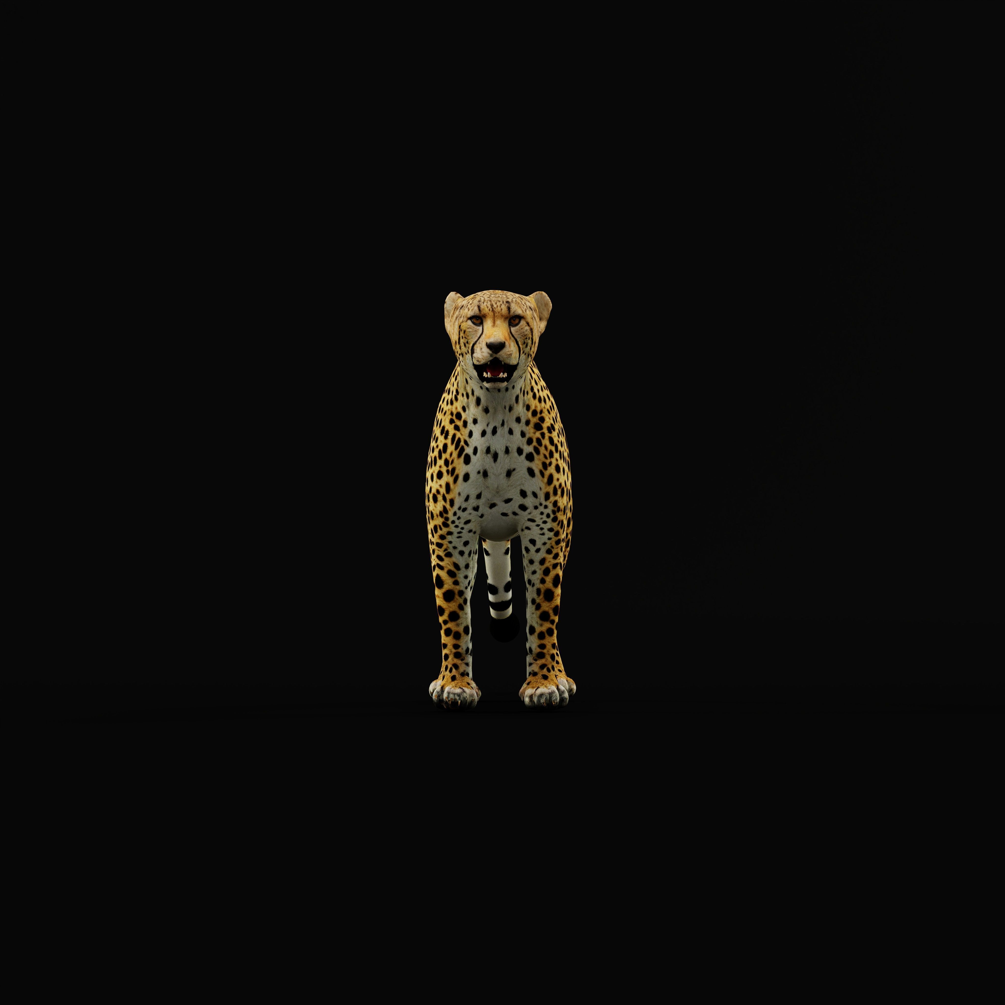 South African Cheetah Low-poly 3D model_36