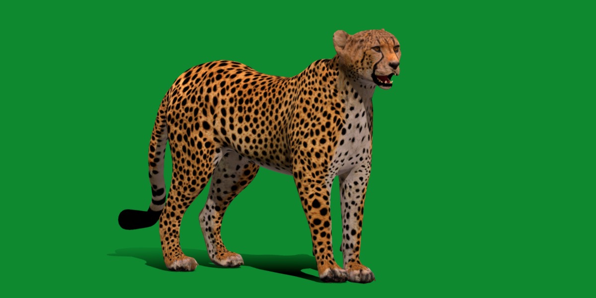 South African Cheetah Low-poly 3D model_33