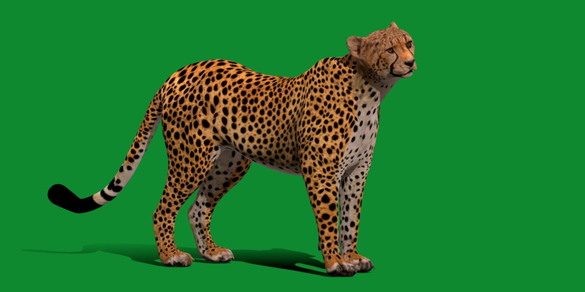 South African Cheetah Low-poly 3D model_3