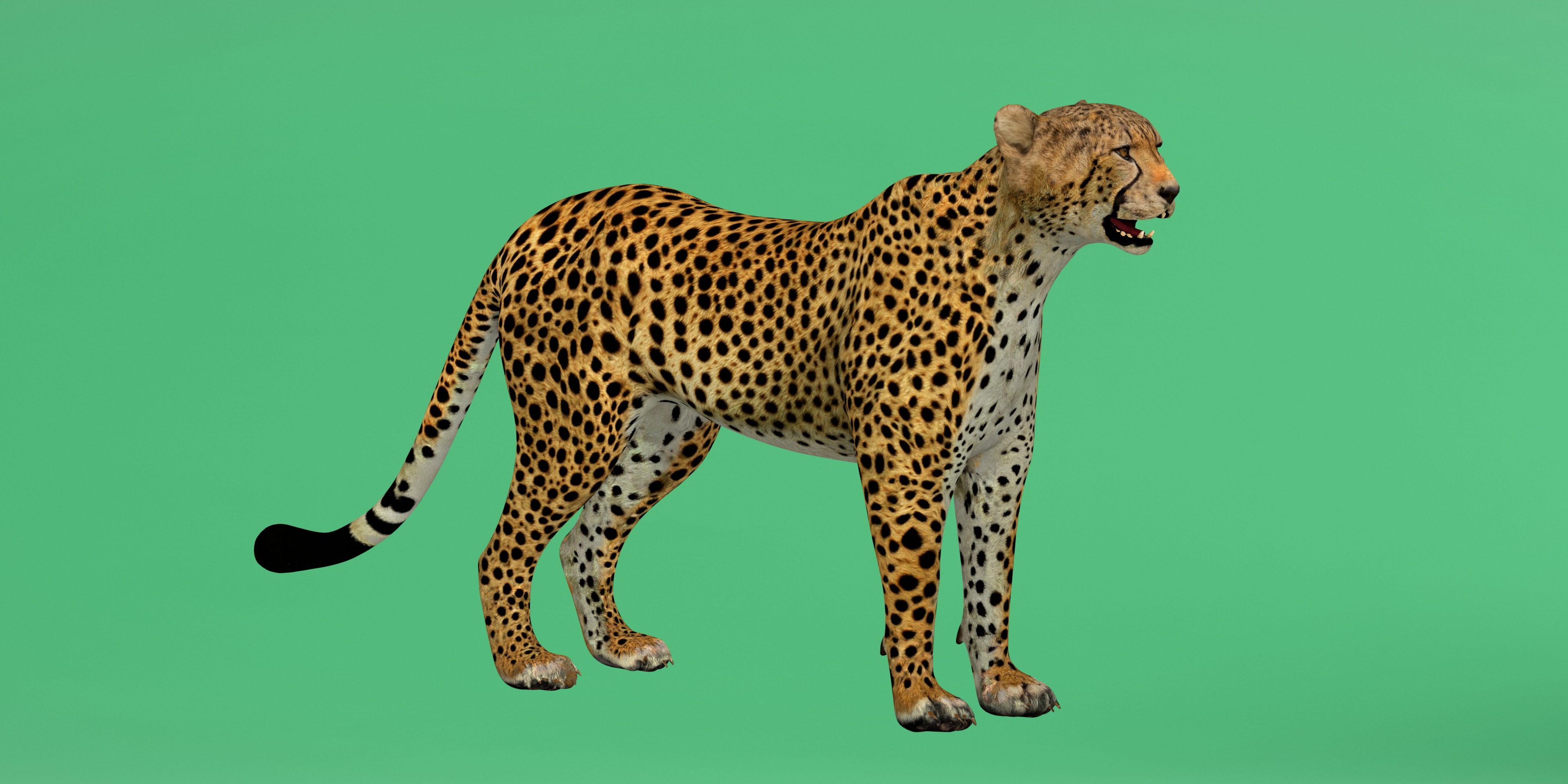 South African Cheetah Low-poly 3D model_6