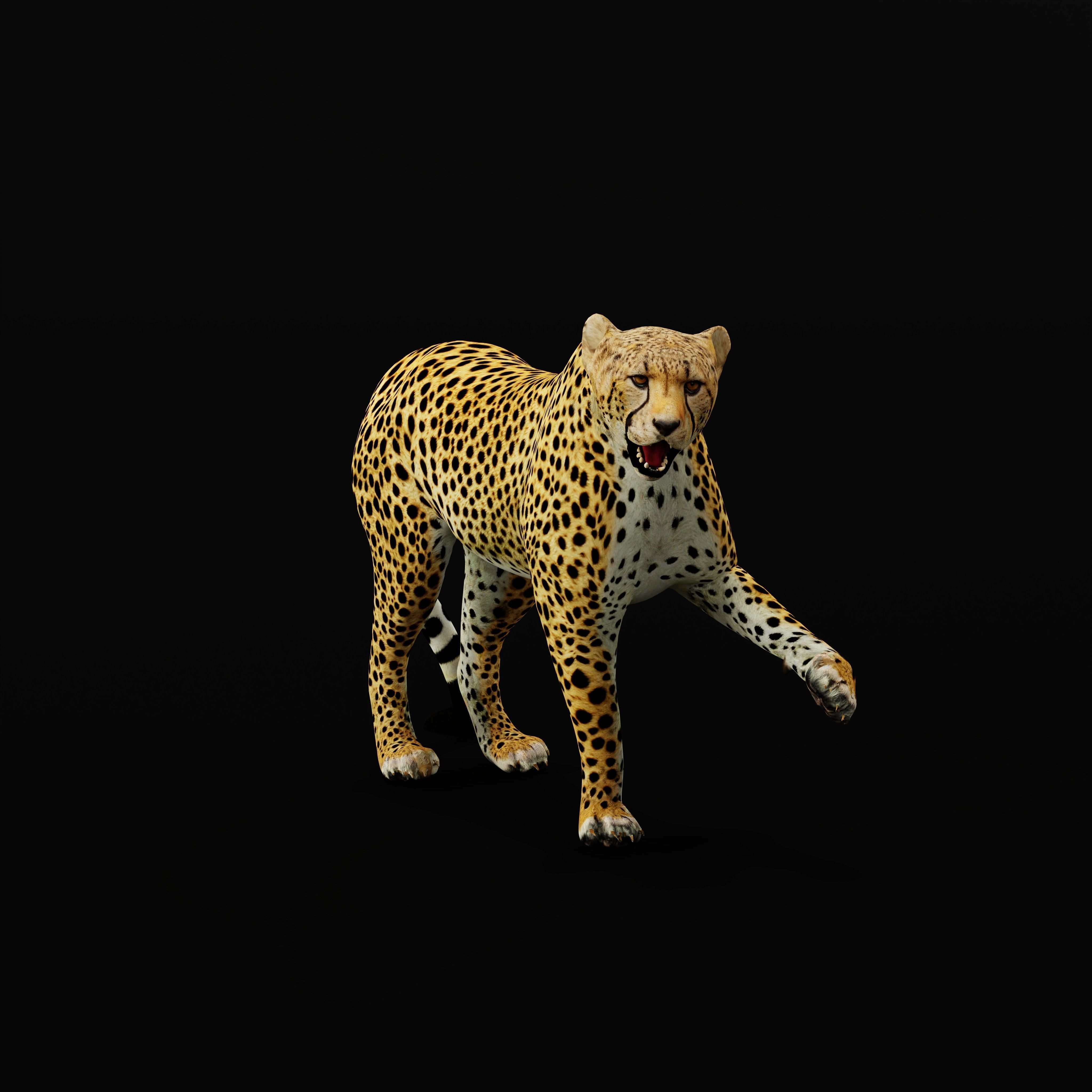 South African Cheetah Low-poly 3D model_40