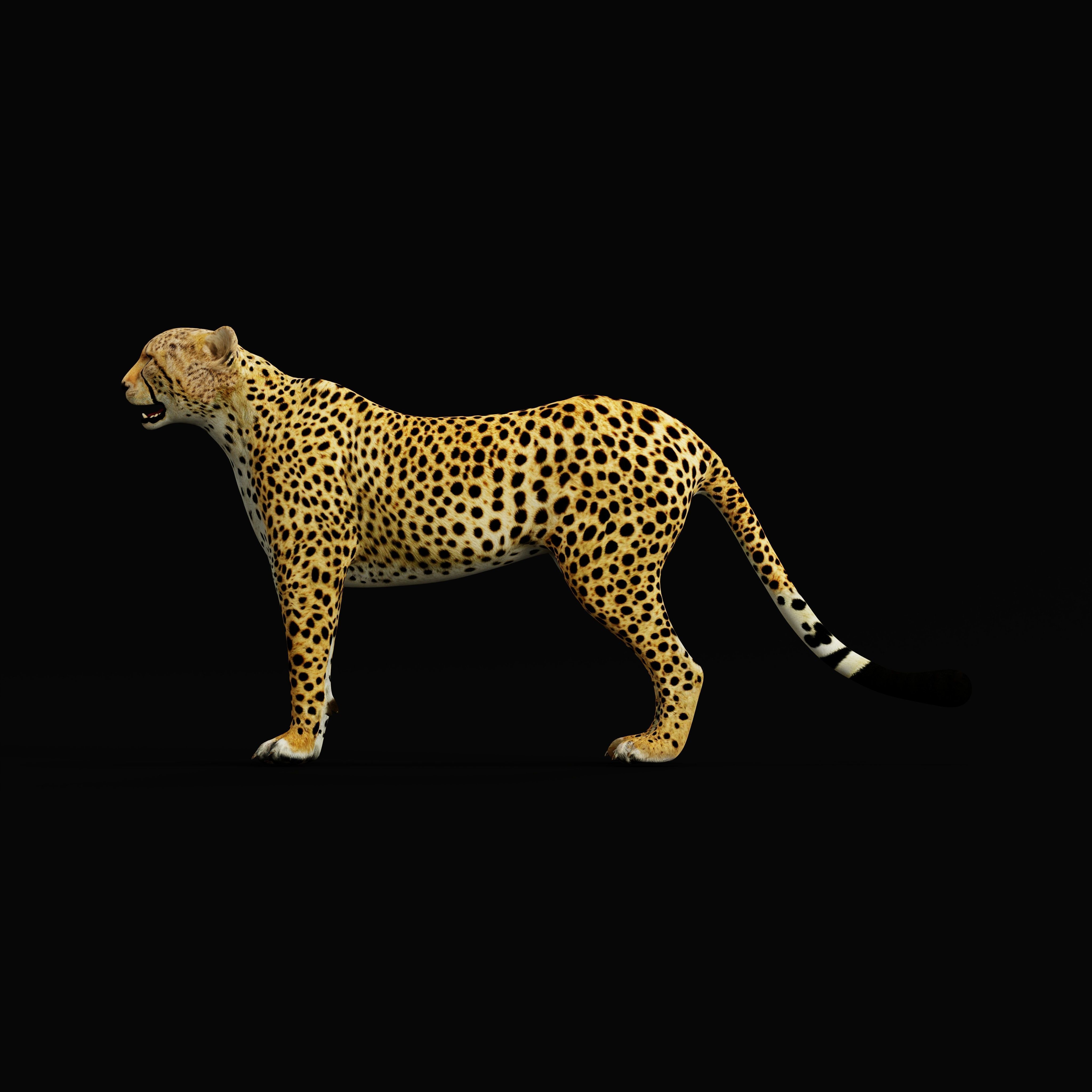 South African Cheetah Low-poly 3D model_37