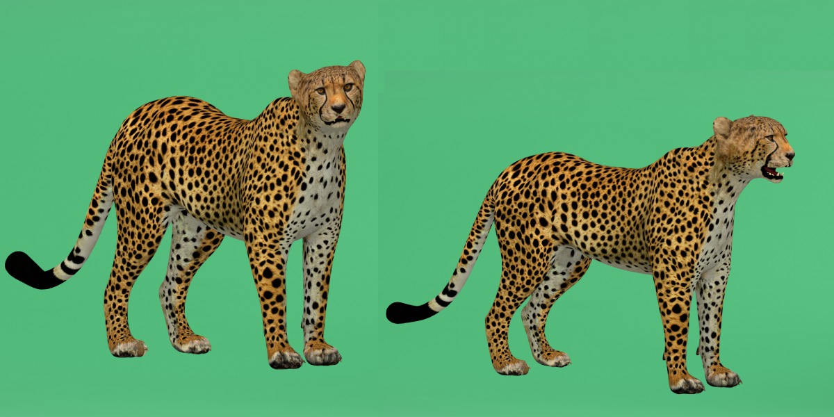 South African Cheetah Low-poly 3D model_7