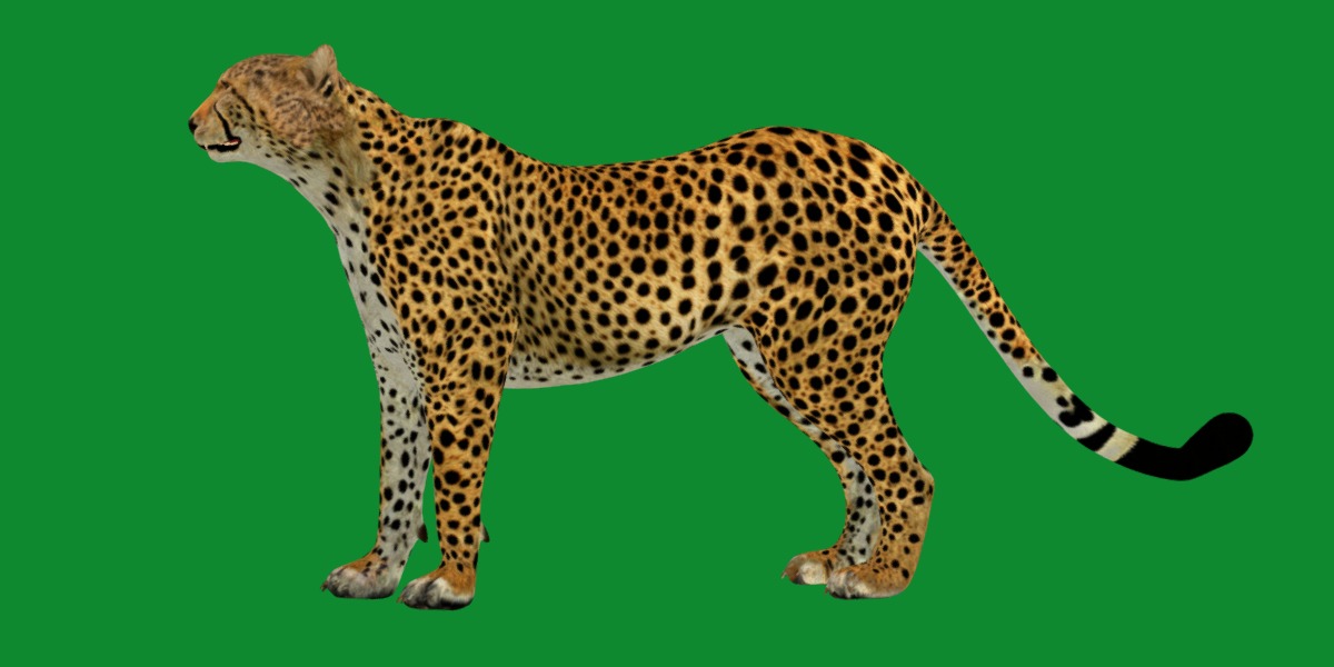 South African Cheetah Low-poly 3D model_18