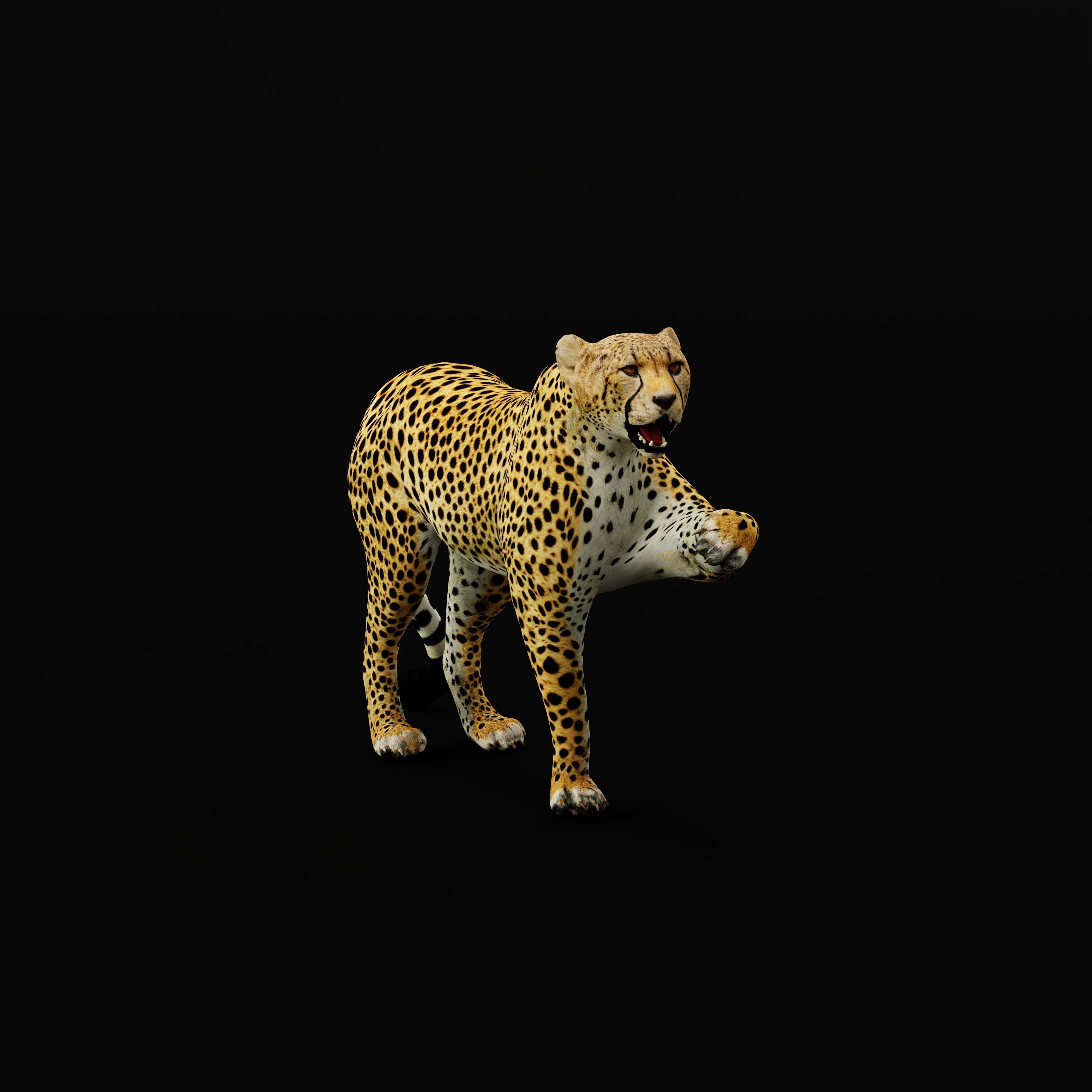South African Cheetah Low-poly 3D model_42