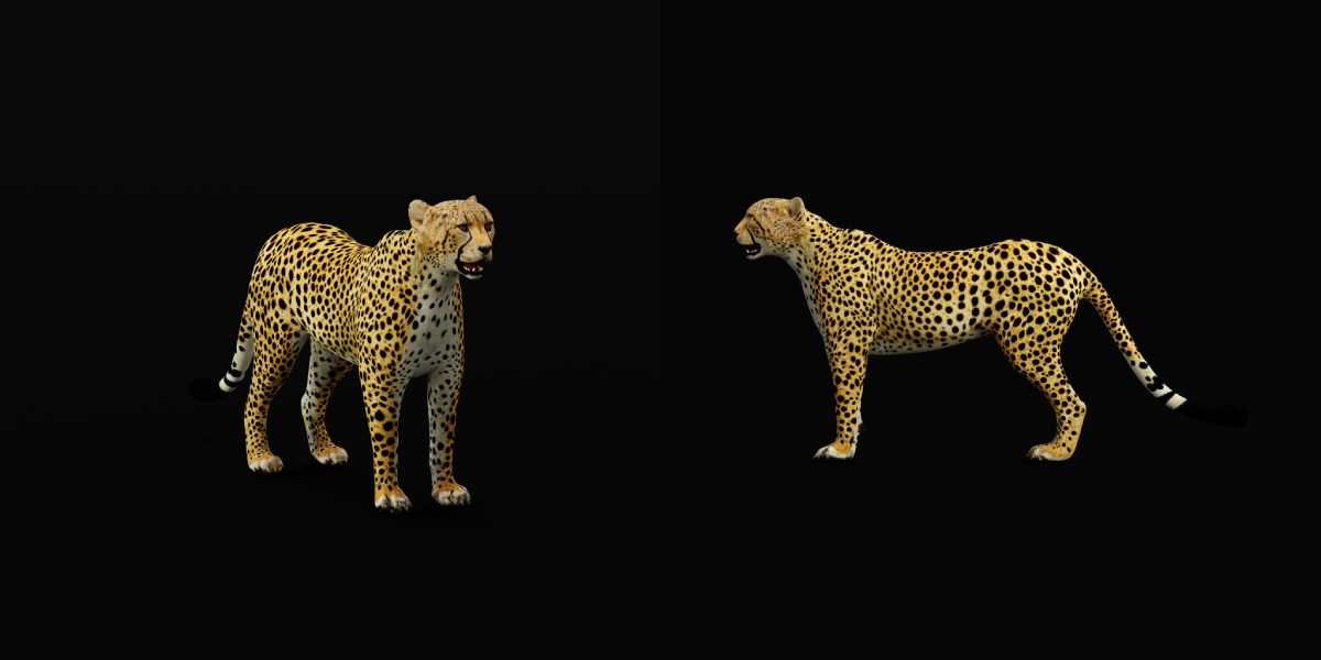 South African Cheetah Low-poly 3D model_17