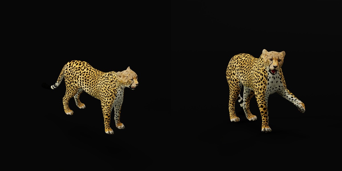 South African Cheetah Low-poly 3D model_29