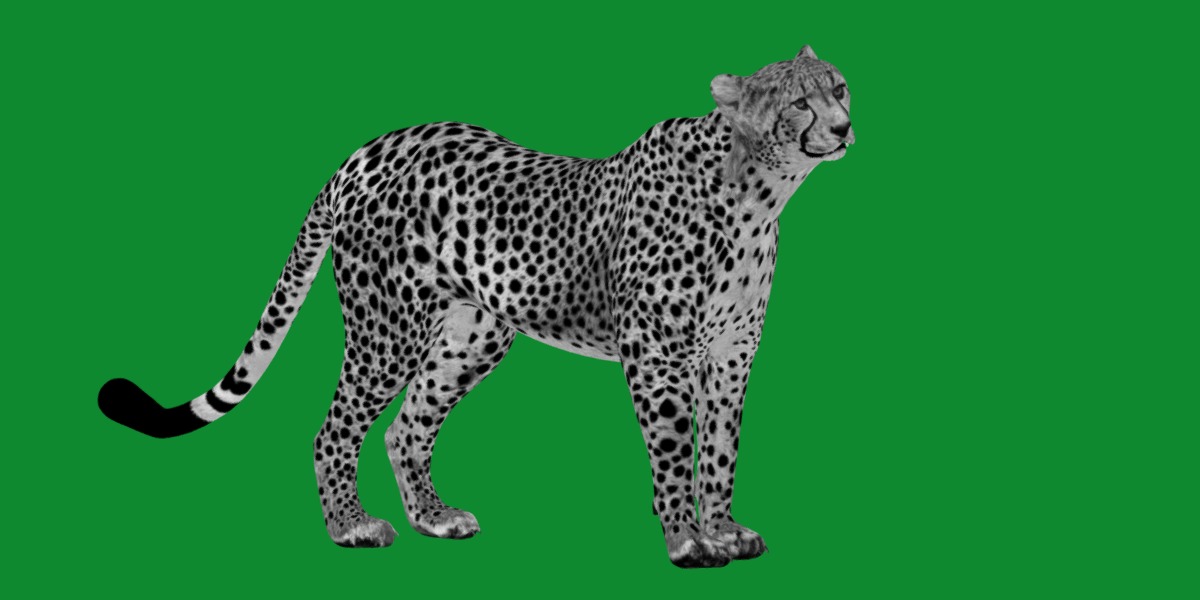 South African Cheetah Low-poly 3D model_16