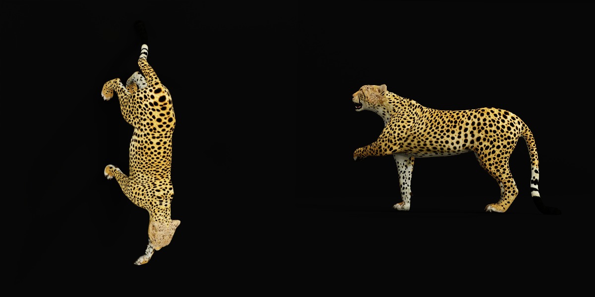 South African Cheetah Low-poly 3D model_31