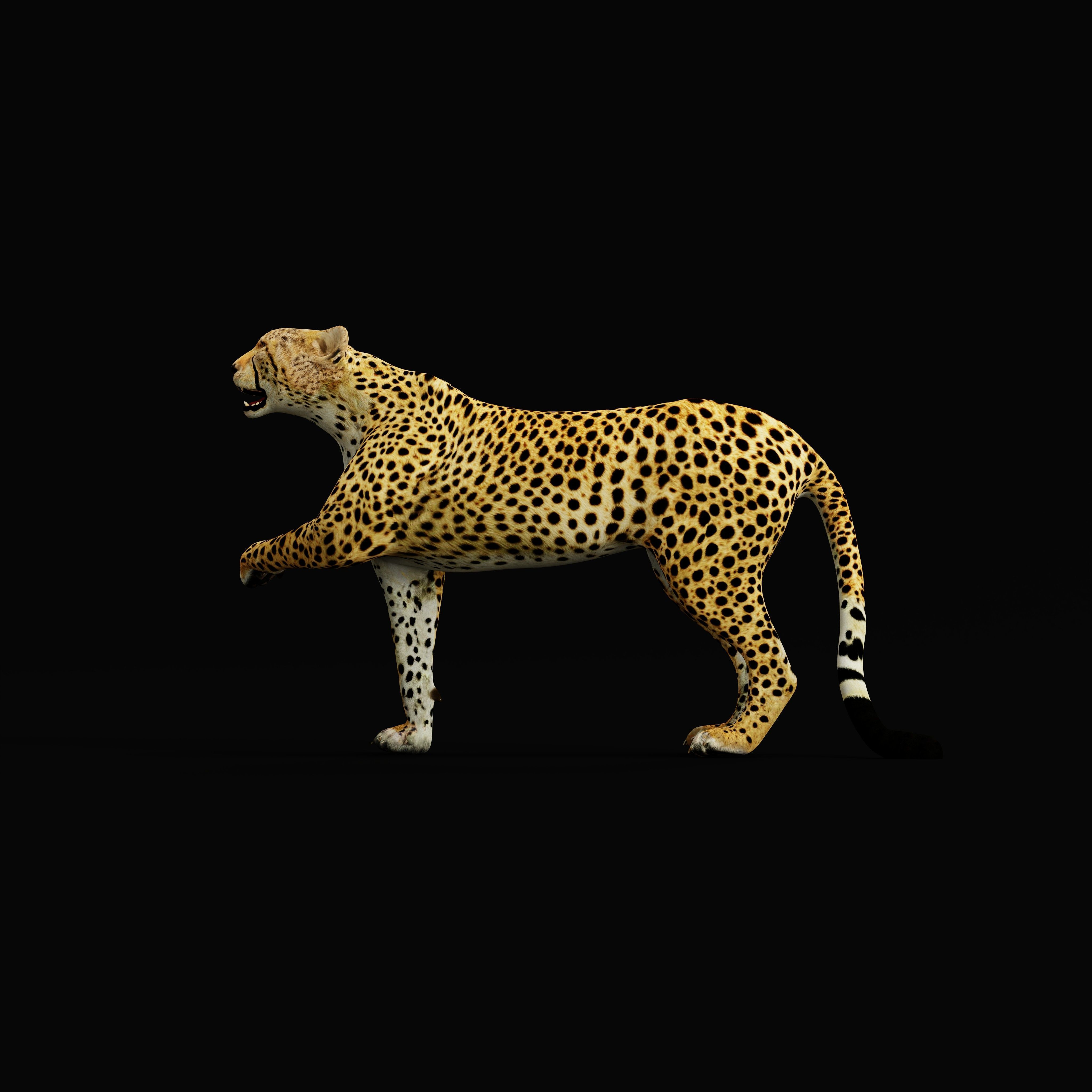 South African Cheetah Low-poly 3D model_41