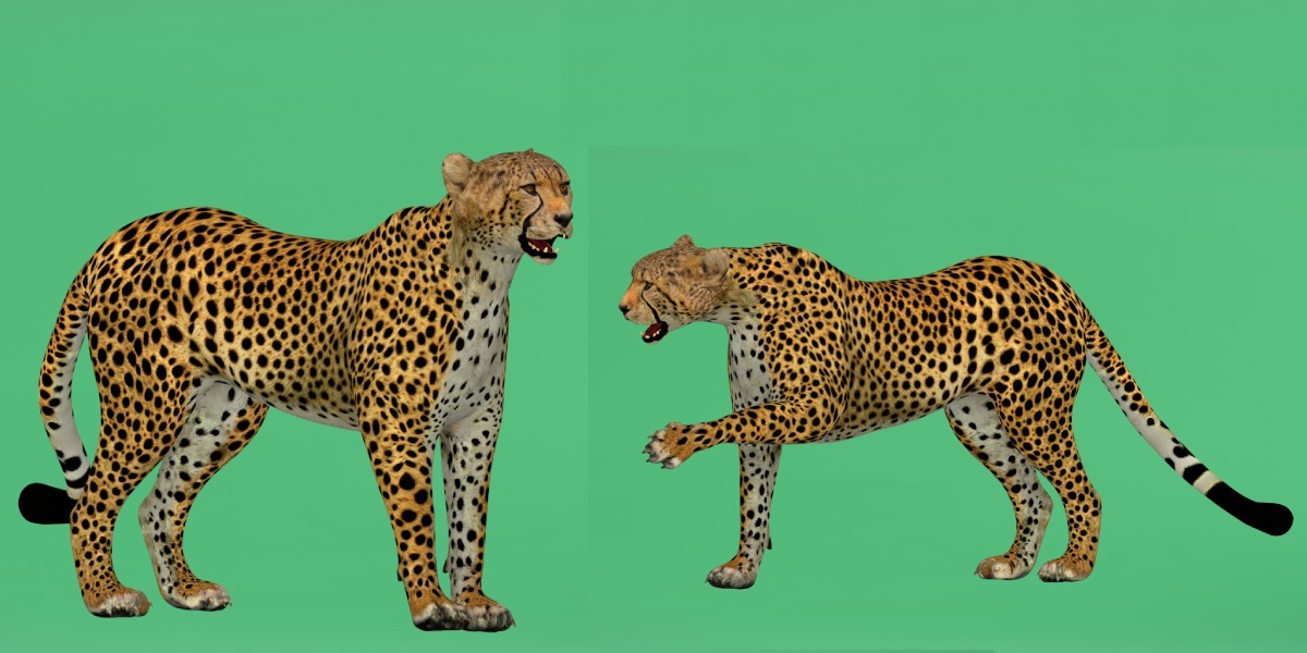 South African Cheetah Low-poly 3D model_34